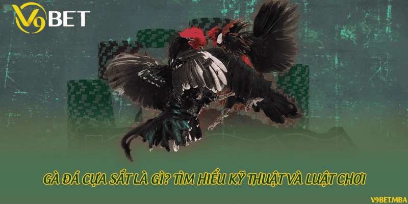 Gà đá cựa sắt là gì? Tìm hiểu kỹ thuật và luật chơi
